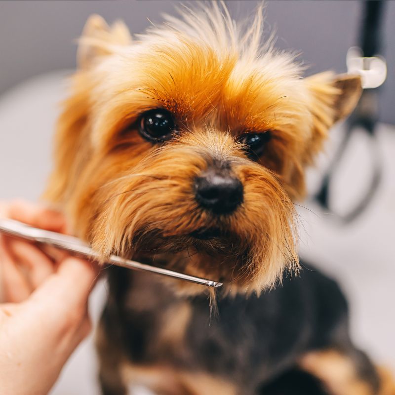corte de pelo perro peluqueria canina