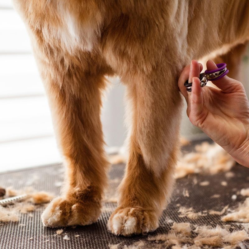 acicalado de perro en peluqueria canina ibiza