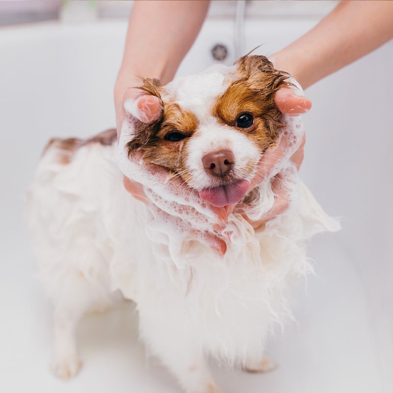 servicio de spa en peluqueria canina