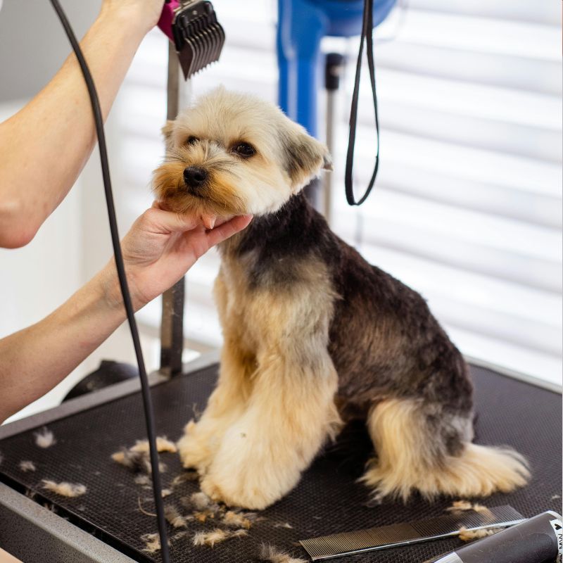 servicio de deslanado en peluqueria canina en ibiza